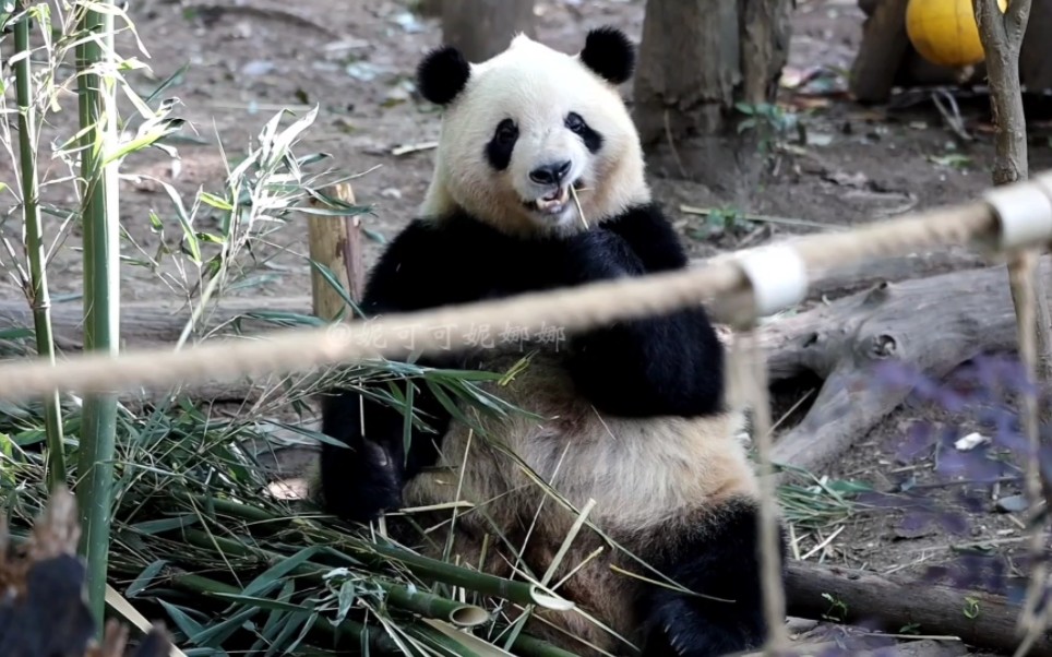 大熊猫奇一吃竹子