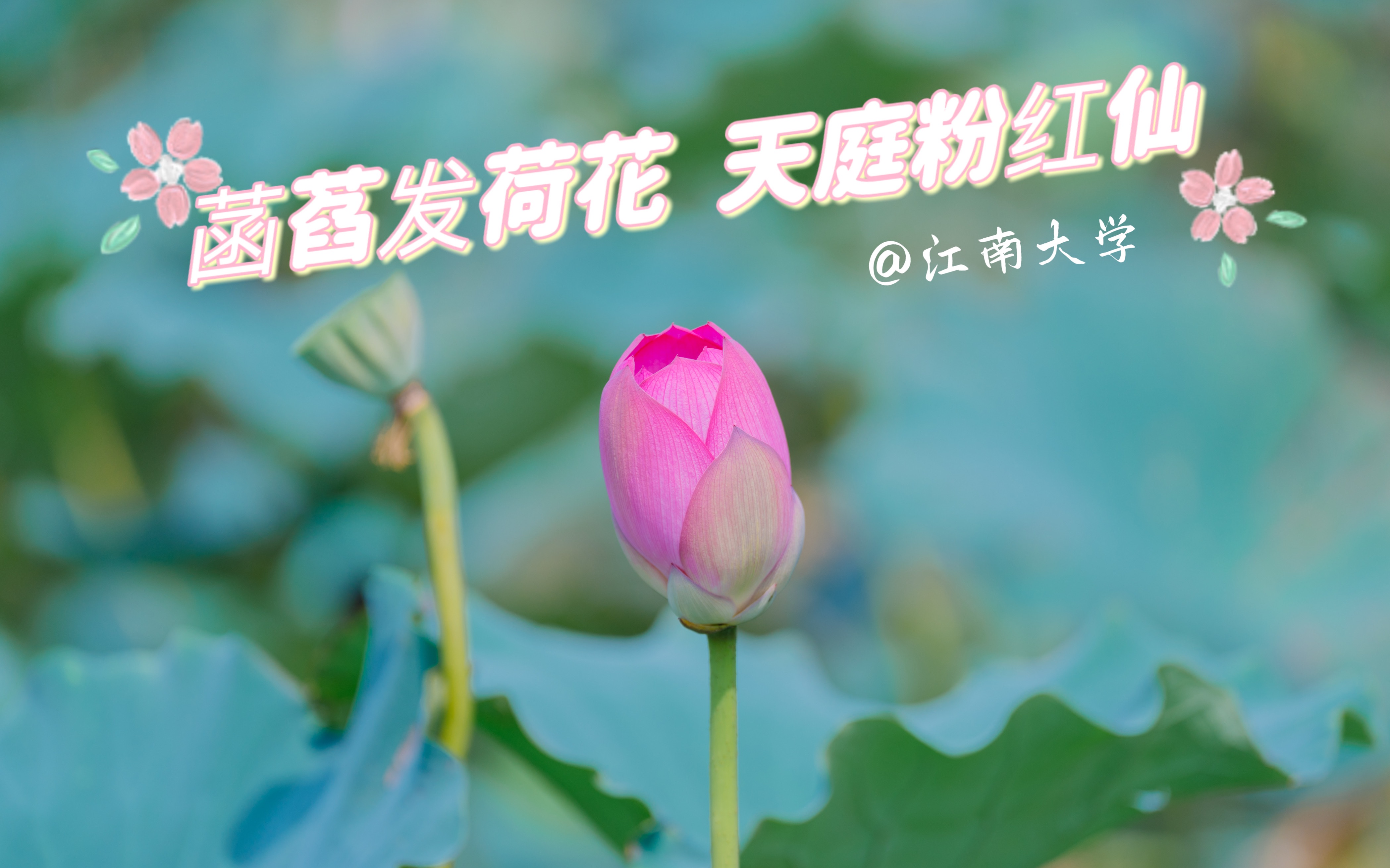 夏末湖畔 菡萏发荷花 天庭粉红仙@江南大学哔哩哔哩bilibili