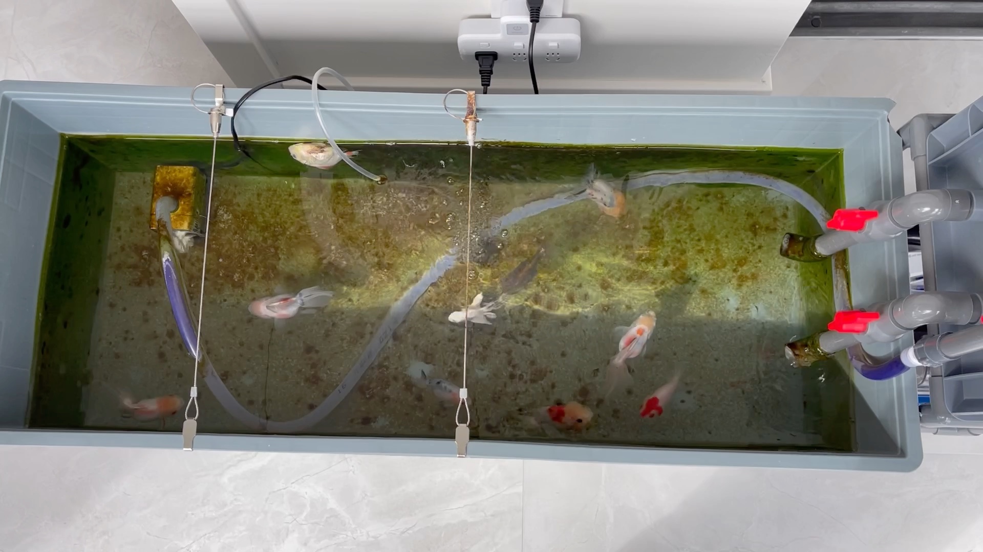 出去旅游五天,鱼缸直接爆炸