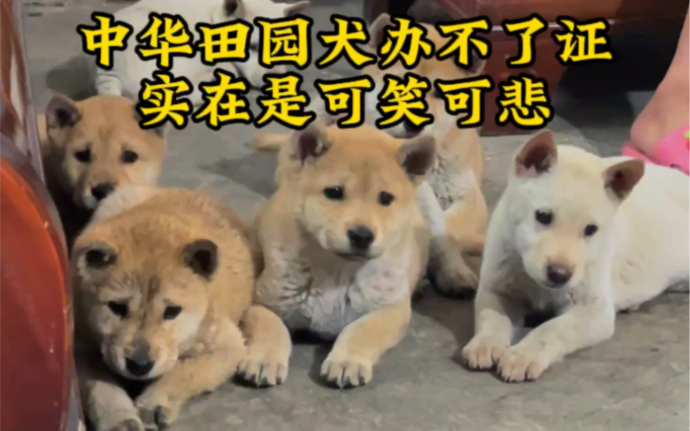 [图]中华田园犬办不了狗证，实在是可笑可悲！