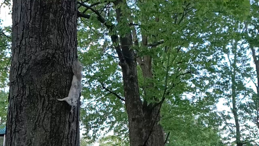 小小白～你还真挂树上啊