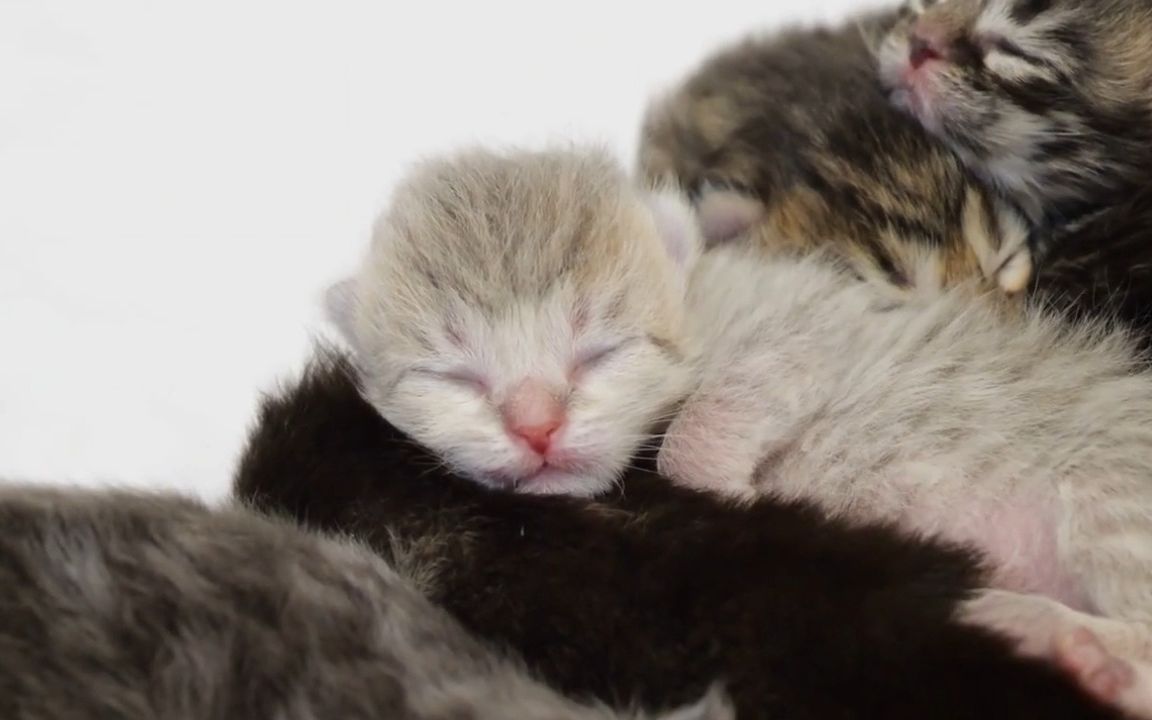 10 睡姿滑稽的灰猫宝宝