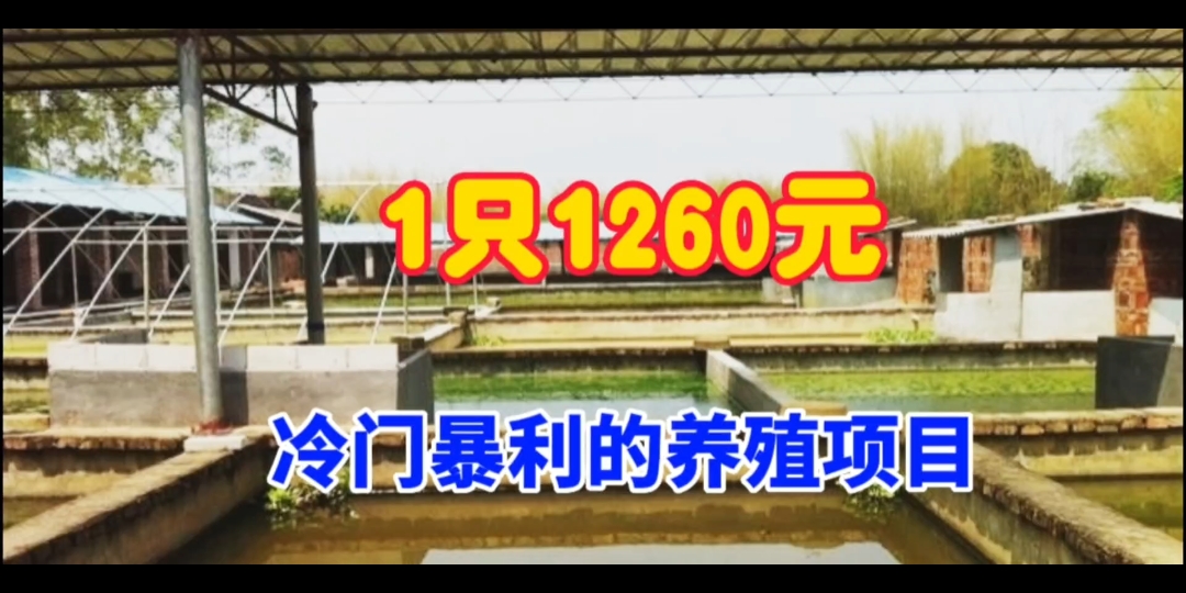 冷门暴利的养殖,1只卖1260元,10000只年赚200万,你相信吗? #三农 #农村致富好项目 #特种养殖哔哩哔哩bilibili