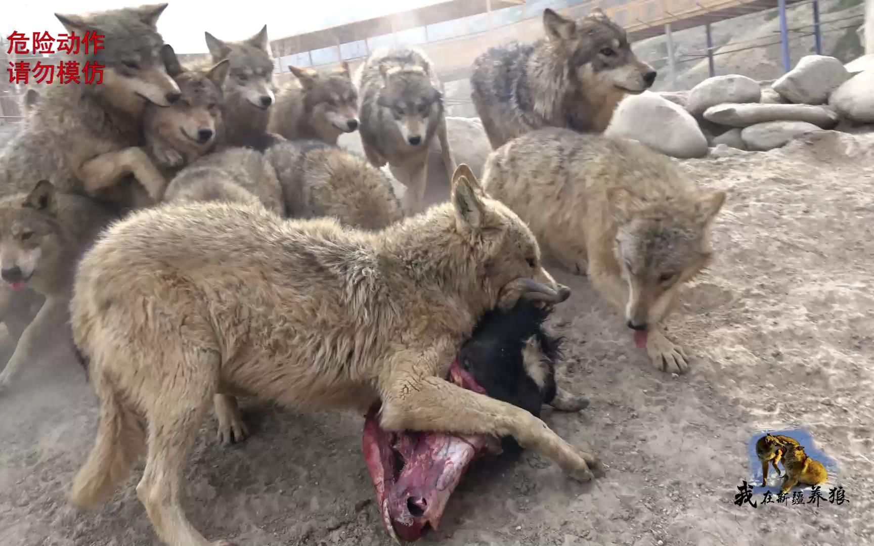 [图]干扰进食狼王撞翻养狼人，场面真的太血腥了...