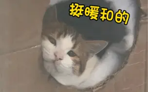 Скачать видео: 降温了 给院子里的流浪猫搭个家