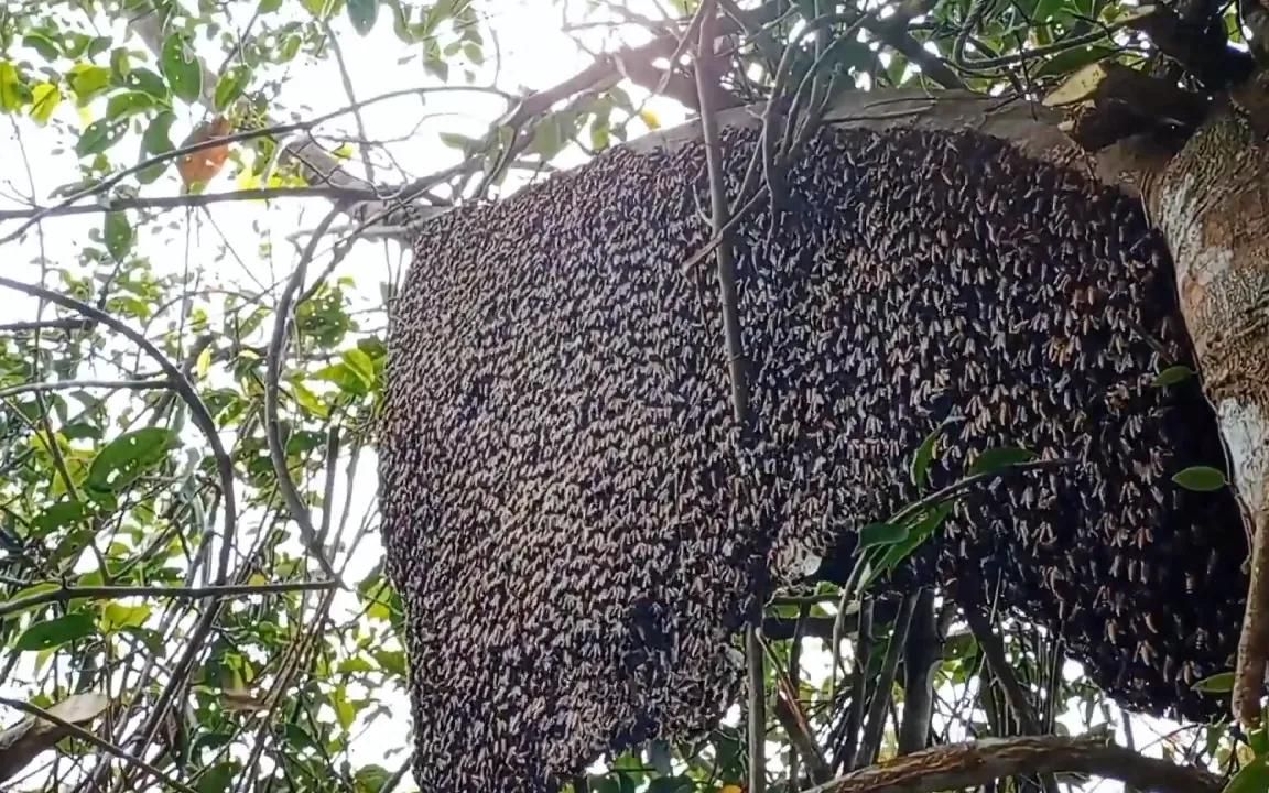 户外寻蜂人在树上发现一窝做巢没多久的大排蜂蜂巢哔哩哔哩bilibili