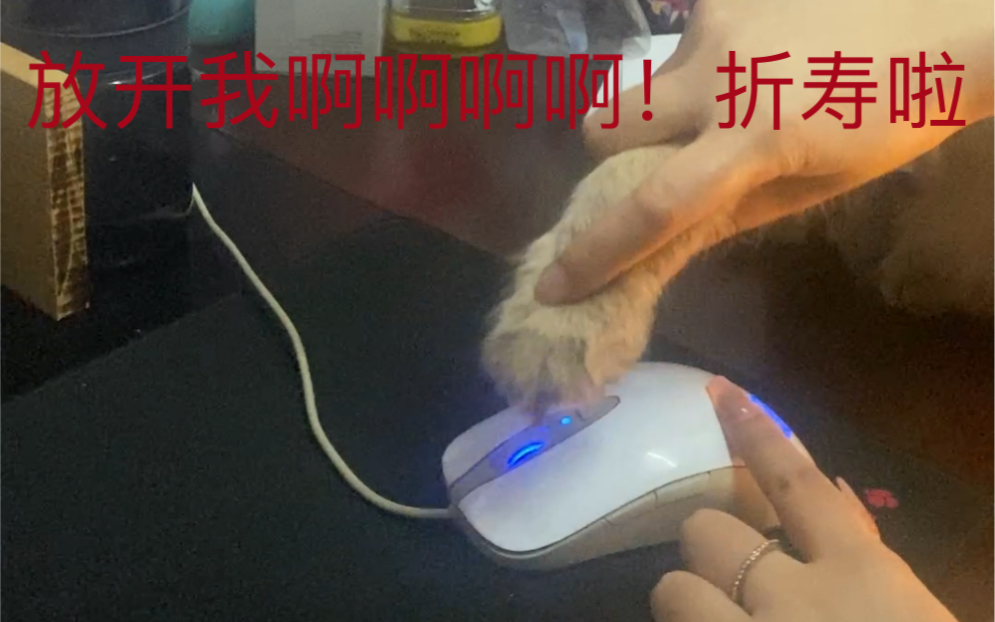 猫说:我tm九条命也不能这样给你开啊!网络游戏热门视频