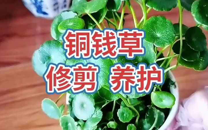 铜钱草的修剪与养护哔哩哔哩bilibili