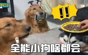 Download Video: 这就是别人家的狗？表面不起眼，其实啥都会