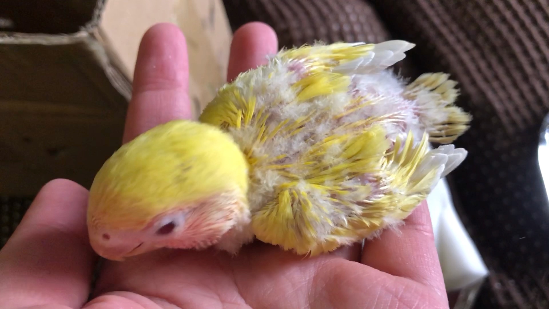 【黄桃牡丹鹦鹉】网购了一只小黄鸡,好小啊!