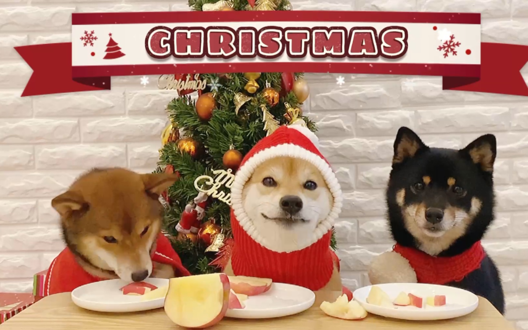 三只柴犬圣诞节次苹果!