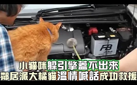 [图]小猫咪躲引擎盖不出來,邻居派大橘貓「温情喊话」成功救援~