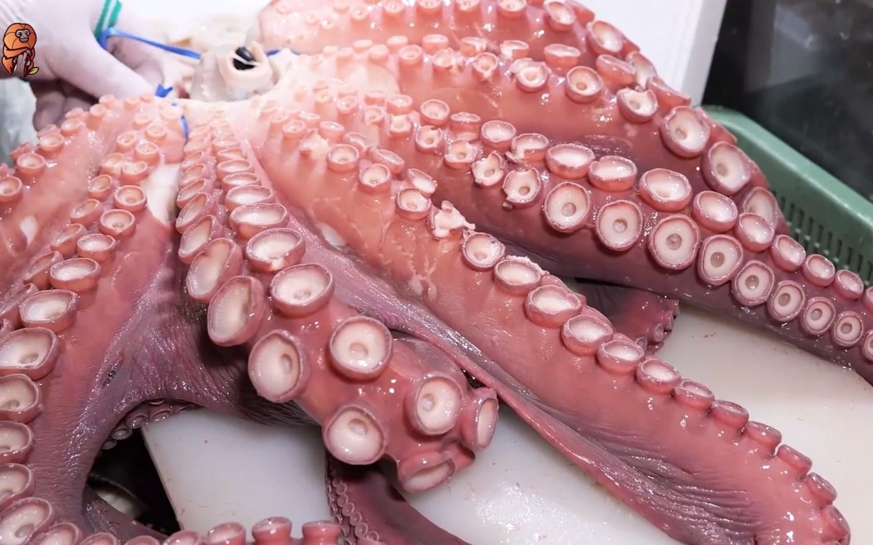 世界最大的章鱼图片