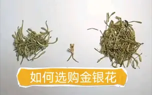 中草药质量辨别之金银花