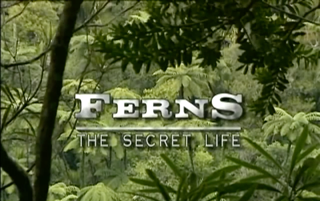 【植物】The life cycle of Ferns 蕨类植物的生活周期哔哩哔哩bilibili