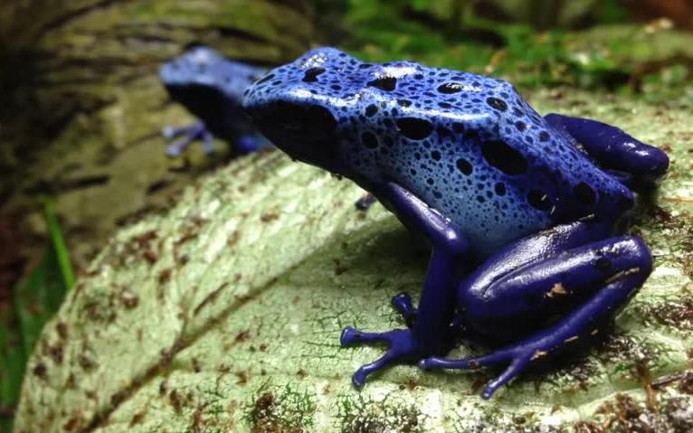 钴蓝箭毒蛙 Dendrobates tinctorius "azureus"哔哩哔哩bilibili