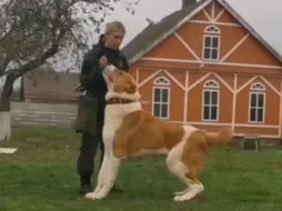 Скачать видео: 巨大的中亚猎狼犬并不是不能训练