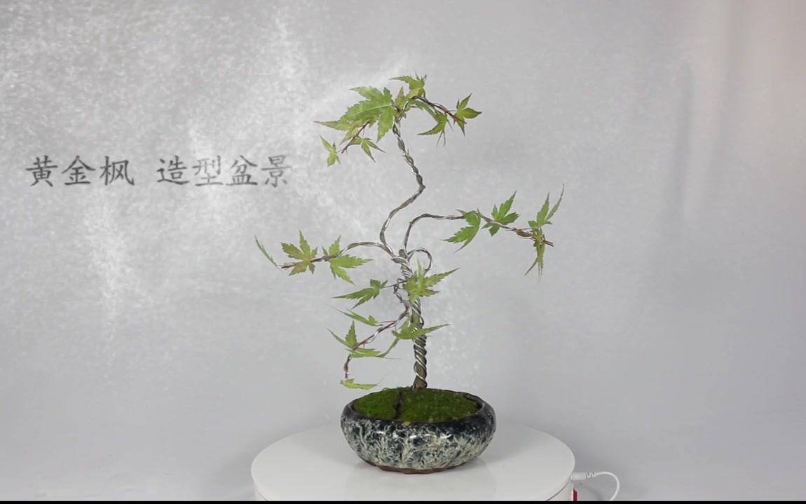 黄金枫造型盆景展示_哔哩哔哩 (゜-゜)つロ 干杯~-bilibili