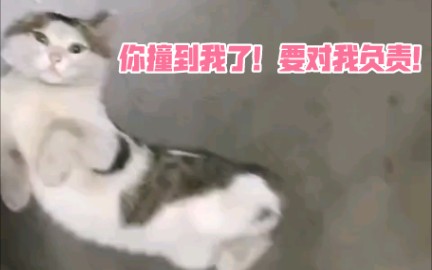 广州某地下车库碰瓷猫咪,求好心人带走!哔哩哔哩bilibili