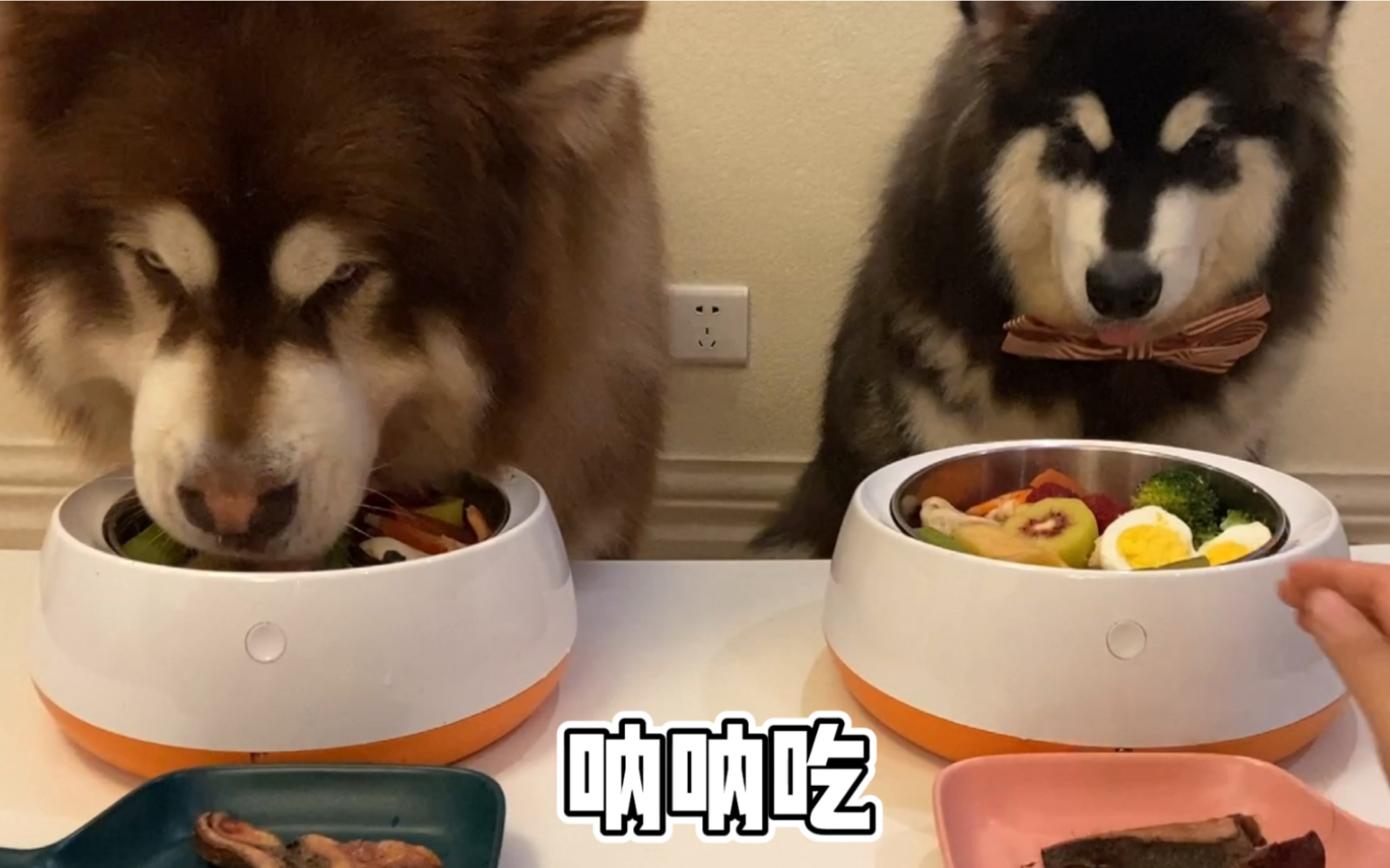 凯文呐呐的吃饭记~大口大口吃得真香!