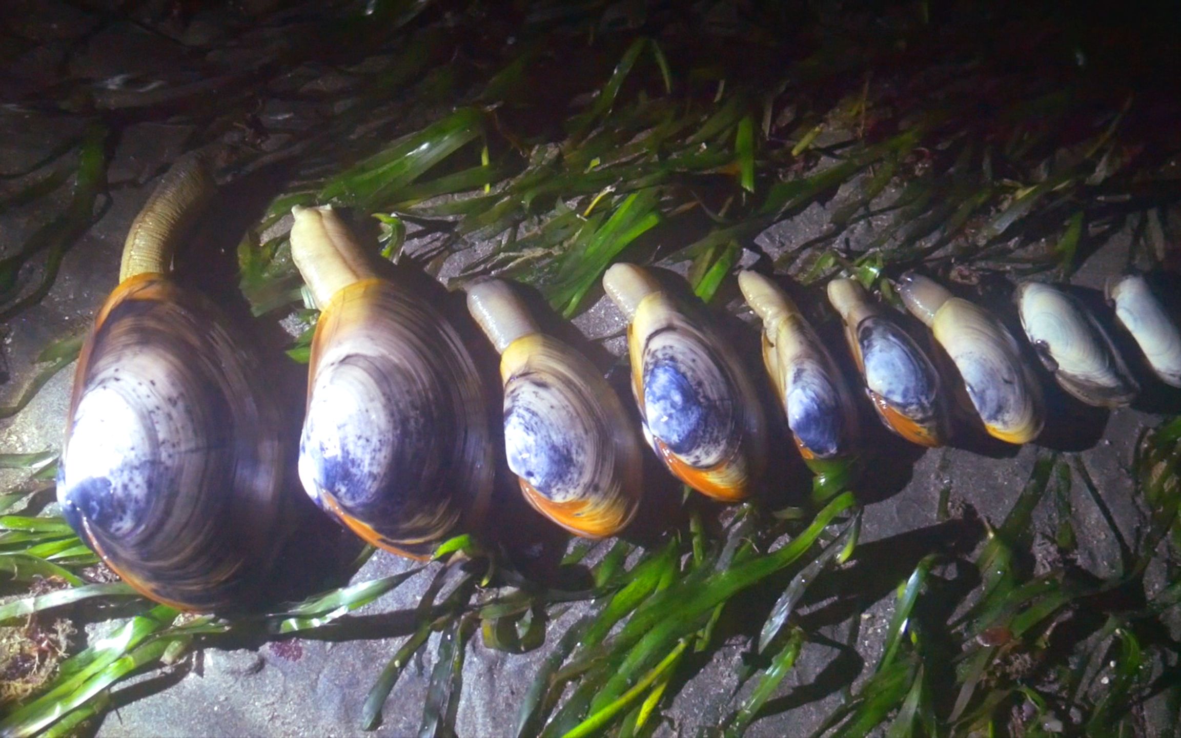 月黑风高里的美味 蒜蒸象拔蚌 非常鲜美!