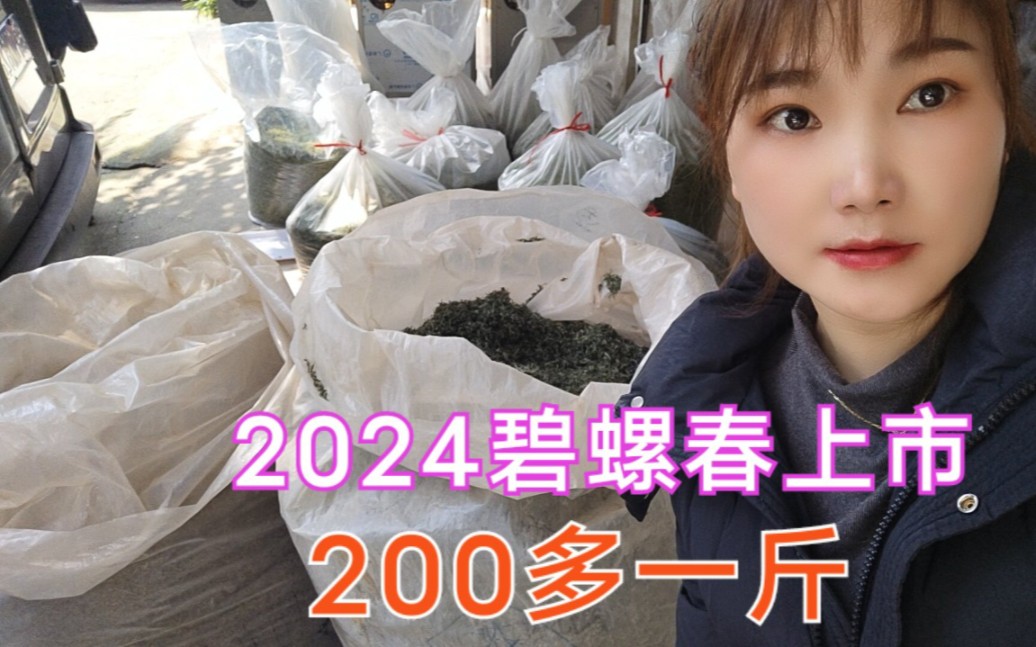 茶叶工厂出货,2024碧螺春上市,才200多一斤,茶友:性价比太高了哔哩哔哩bilibili