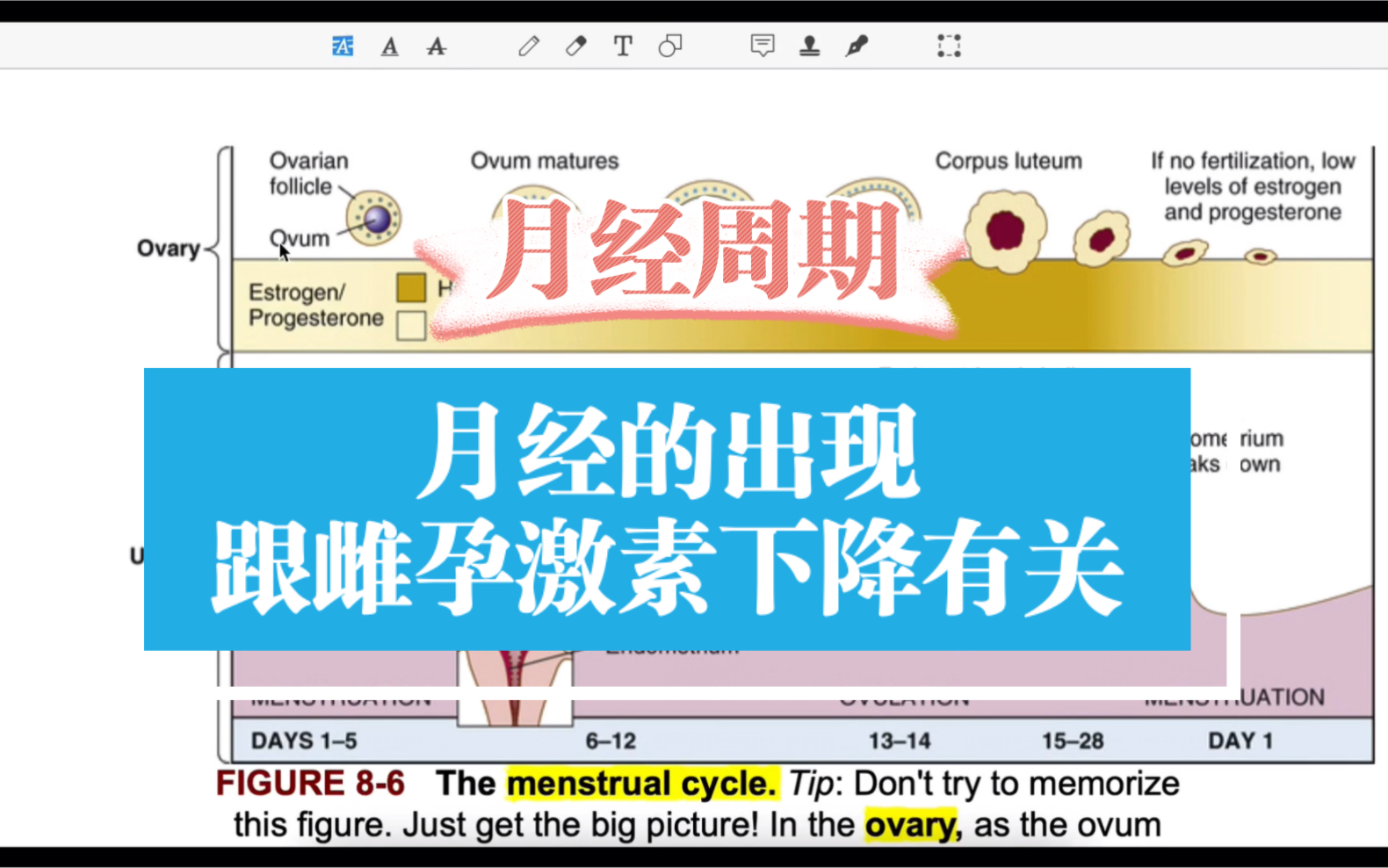 医学英语|月经周期:月经的出现跟雌孕激素下降有关.哔哩哔哩bilibili