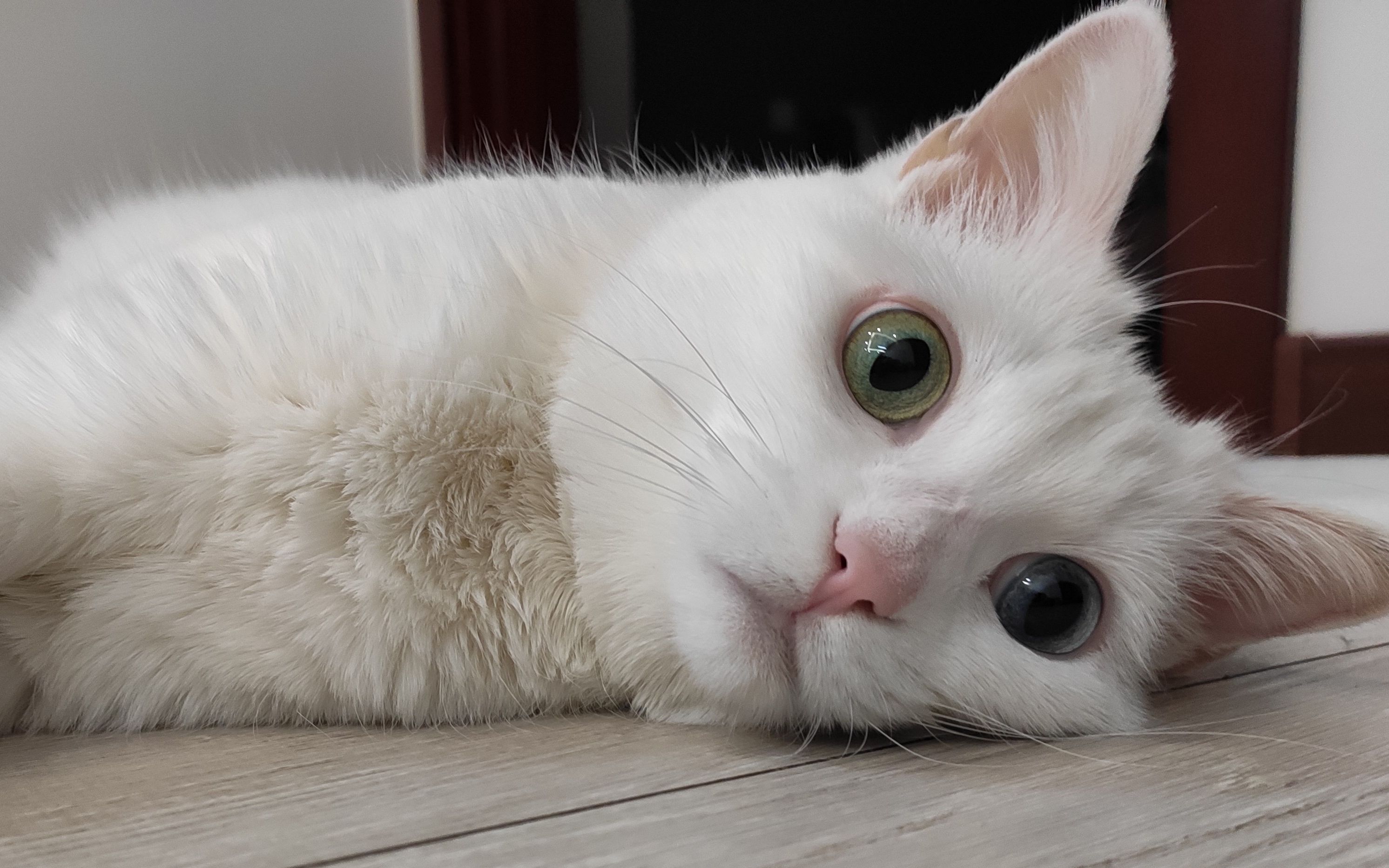 这只小猫咪也太会撒娇了吧 嘤嘤嘤!