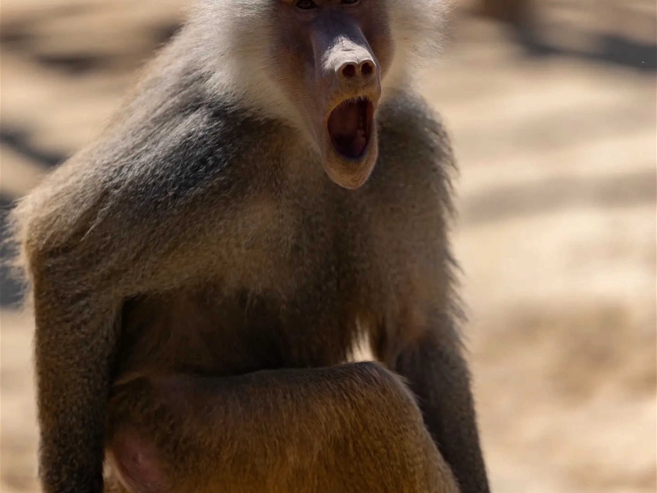 狒狒(学名:papio )