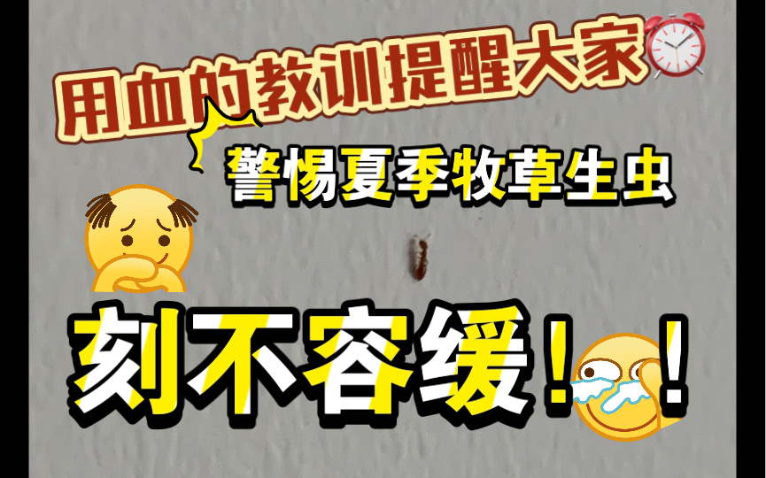 【肿腿蜂】小红蚂蚁?不,是肿腿蜂!!!哔哩哔哩bilibili