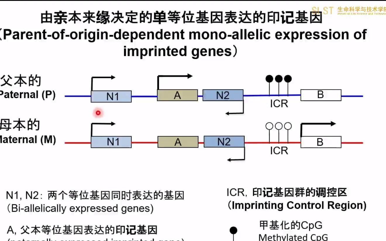 李夏军课题组:干细胞和高等动物的基因组印记 @上科大生命学院哔哩哔哩bilibili