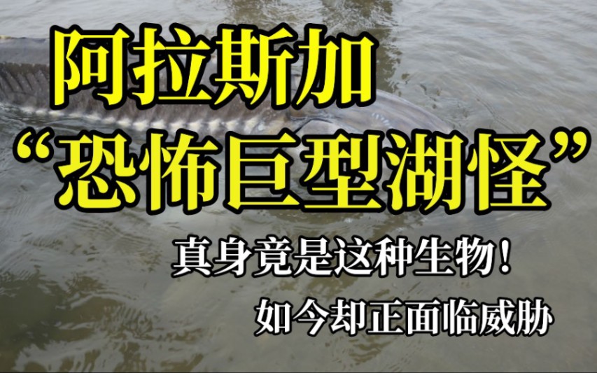 流传已久的阿拉斯加湖怪,其真身如今正面临灭绝威胁【高首鲟】哔哩哔哩bilibili