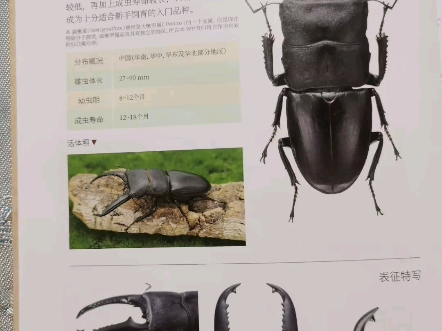 野采的中华大扁锹