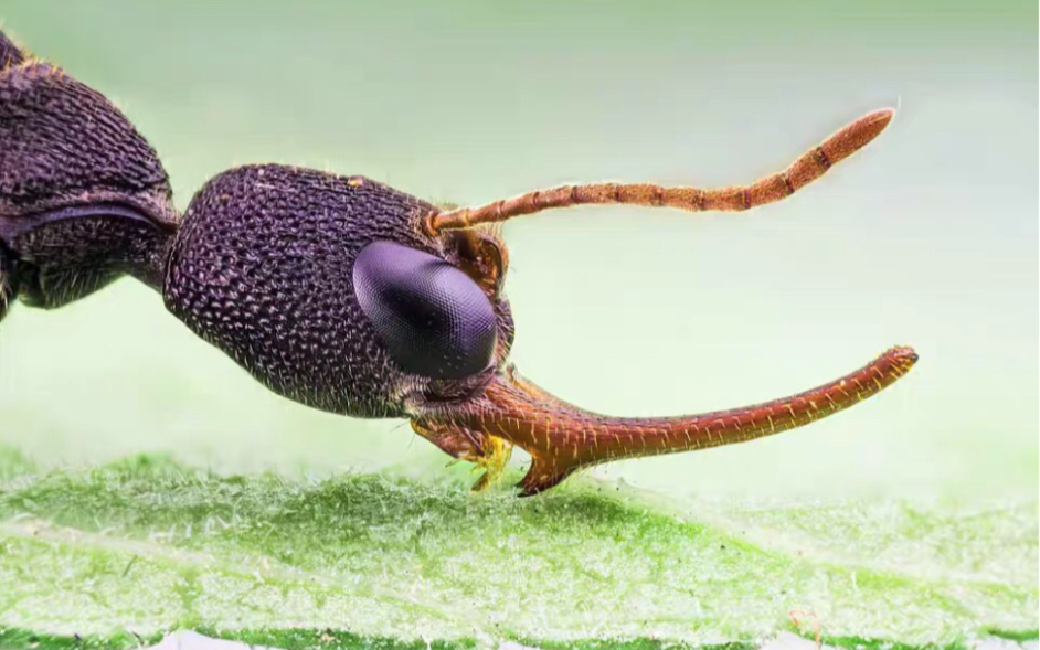 长相奇特的外星蚁猎镰猛蚁入巢