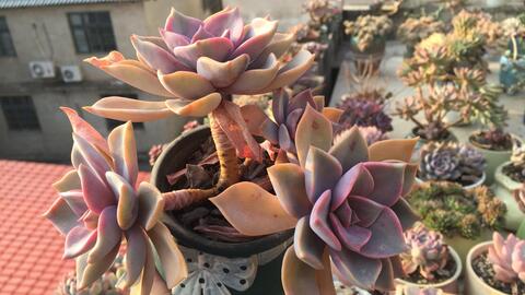 我的多肉 初恋 哔哩哔哩 つロ干杯 Bilibili