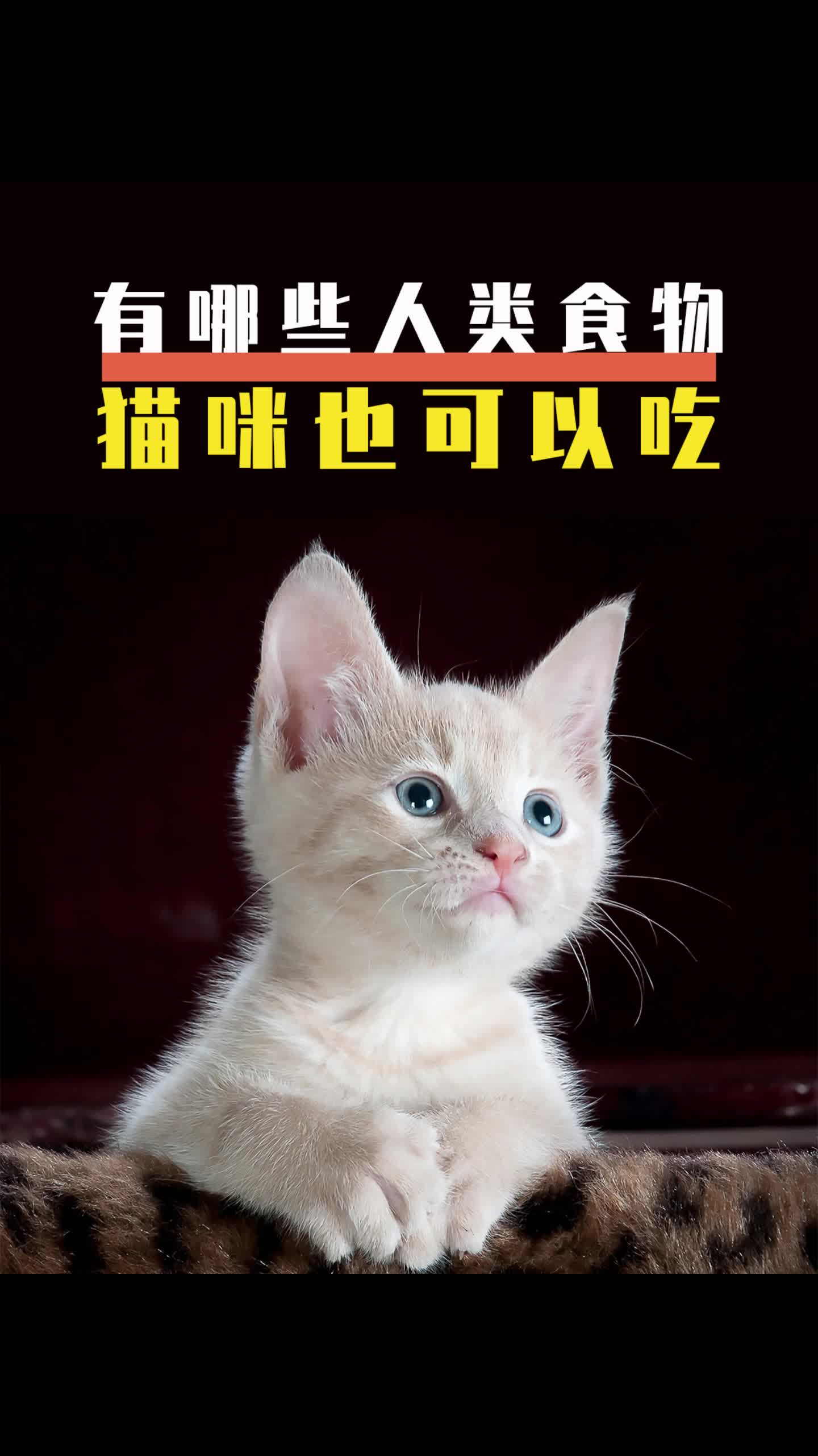 有哪些人类食物,猫咪也可以吃?哔哩哔哩bilibili