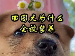 Download Video: 田园犬为什么会被禁养