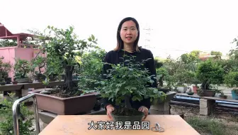 老鸦柿盆景剪枝 徒长枝的缺点 及时剪除省得浪费养分 哔哩哔哩 Bilibili