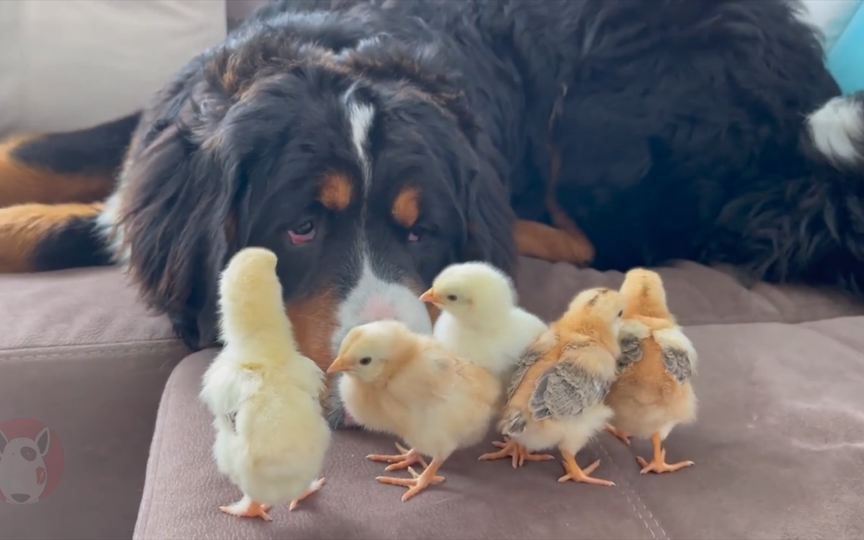 看看伯恩山犬第一次见到小鸡是什么表情?哔哩哔哩bilibili