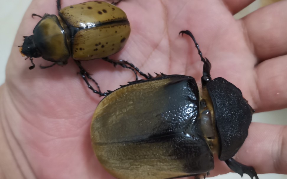 斗虫新增项目:女子摔跤