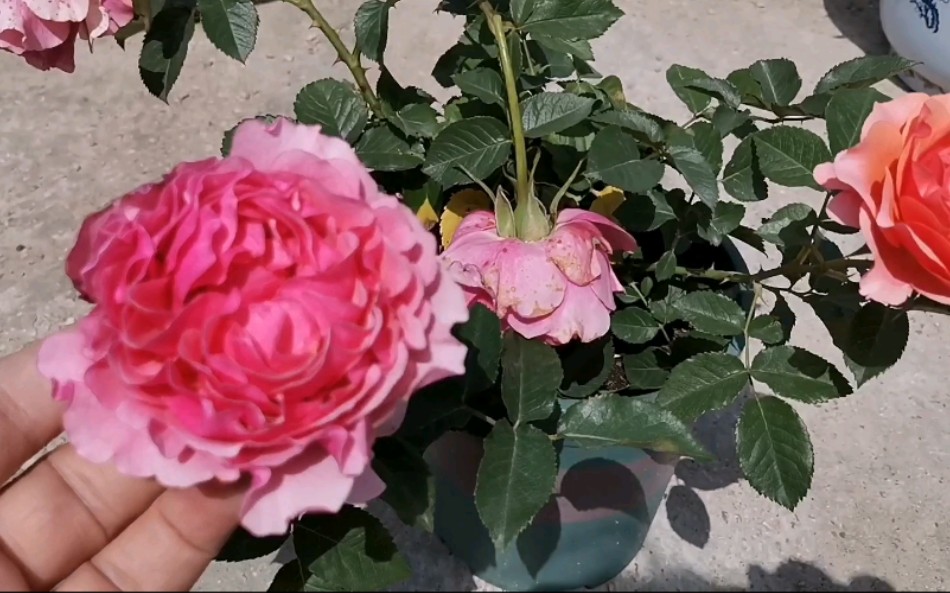 记录我养的花42:月季惑星,又叫星斗,直立,不垂头,有香味