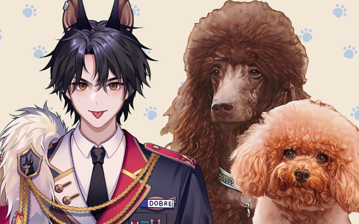 【Dobre的狗狗百科】第31期【贵宾犬(Poodle)】哔哩哔哩bilibili