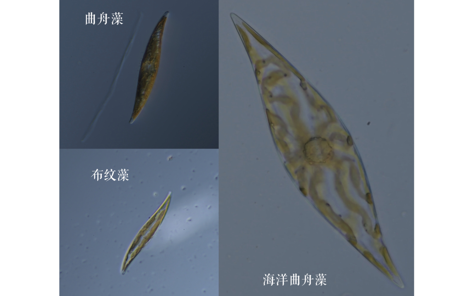 羽纹硅藻结构图手绘图片