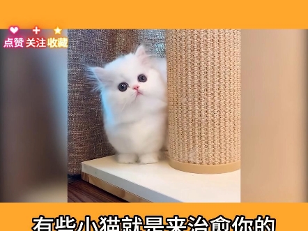 可爱小猫哔哩哔哩bilibili