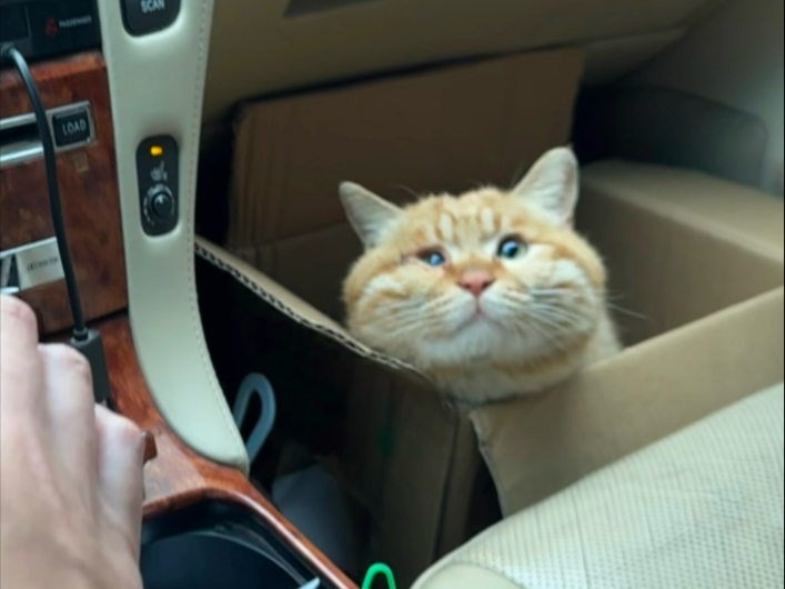 来了只焦黄的小猫。。。