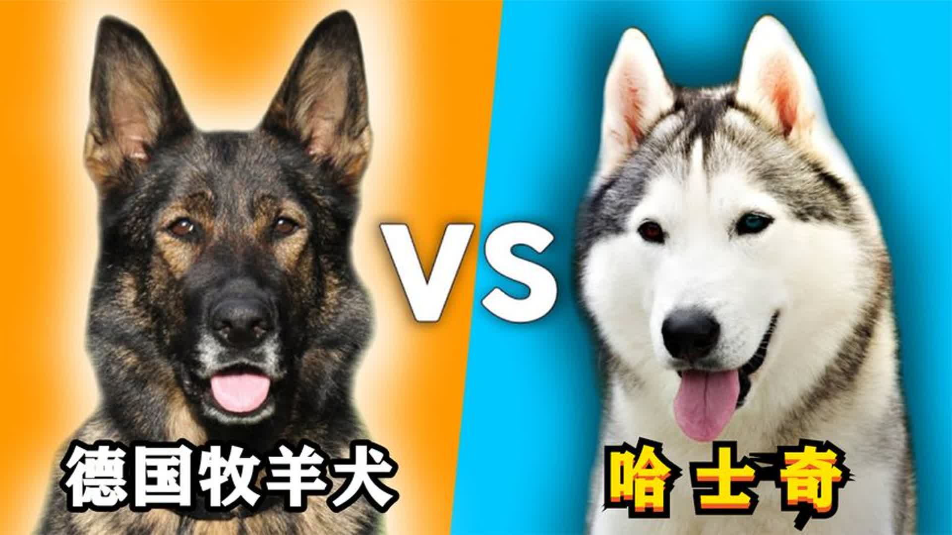 德国牧羊犬vs哈士奇,谁的战斗力更强?