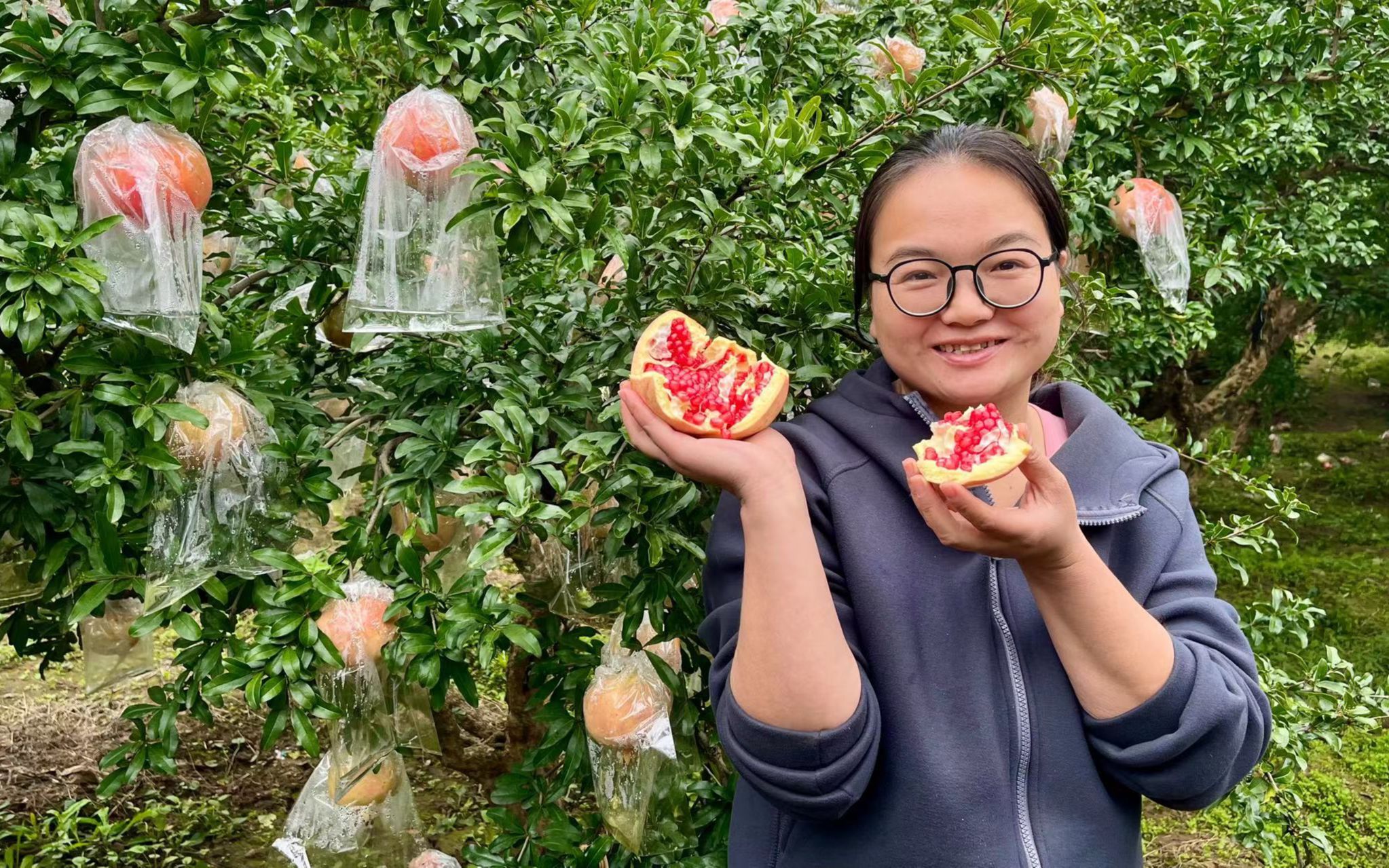 [图]老家石榴熟了，去山上边摘边吃，太美味了！