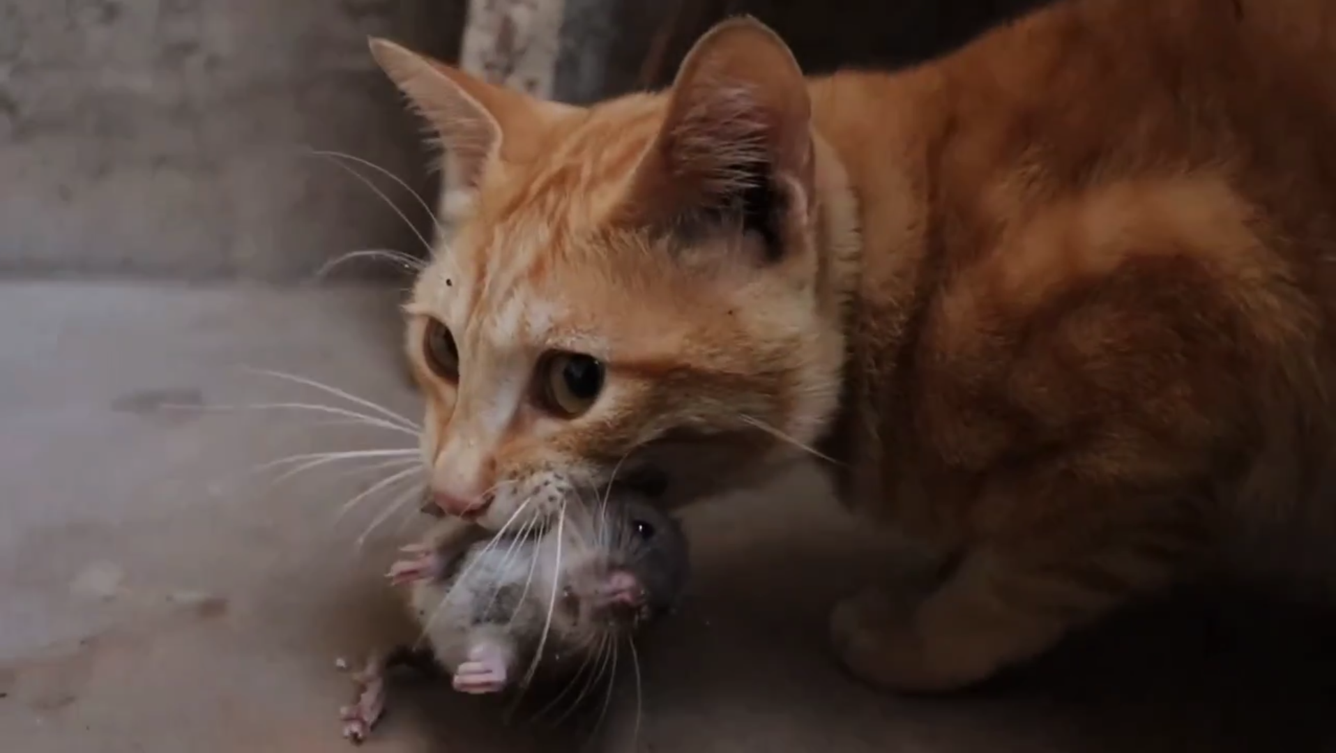 嘎嘣脆!看橘猫吃完整只老鼠!