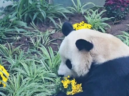 今天金虎终于对自己花园里的小黄花下手了,辣手摧花的金虎真成了黄花大闺男!哔哩哔哩bilibili