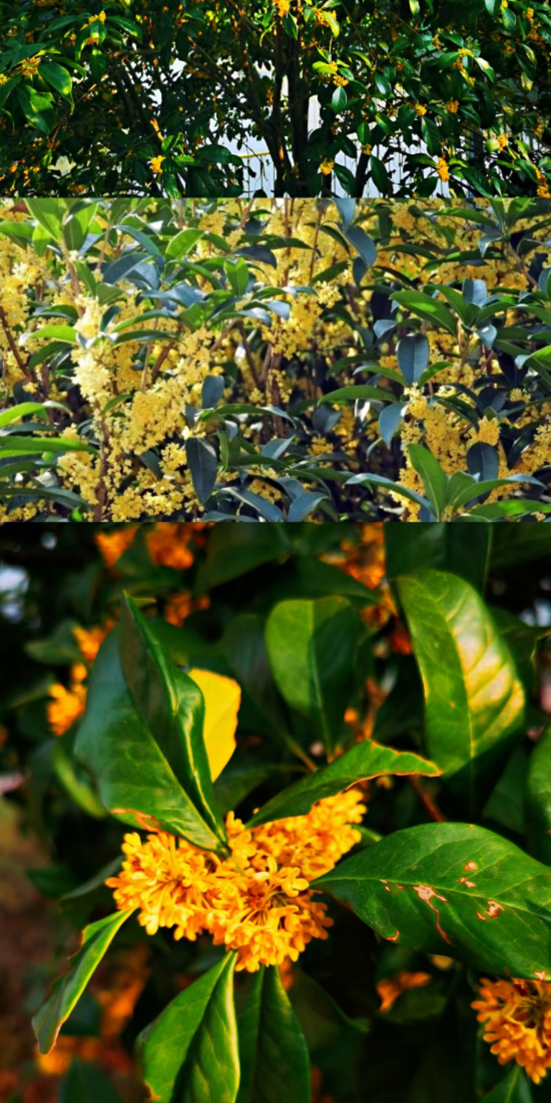 金秋十月桂花飘香